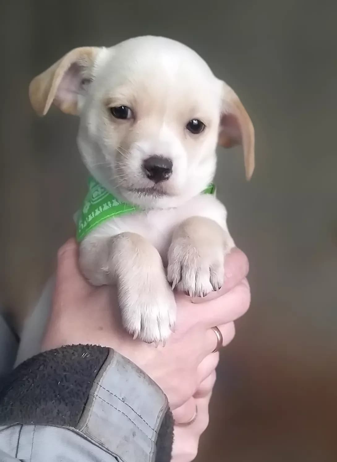 Pusya (Пуся), female puppy Mixed Breed for adoption at Happy Paw Dnipro