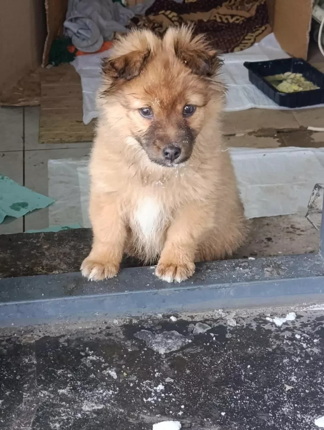 Zhuzha (Жужа), female puppy Mixed Breed for adoption at Happy Paw Zhytomyr Oblast
