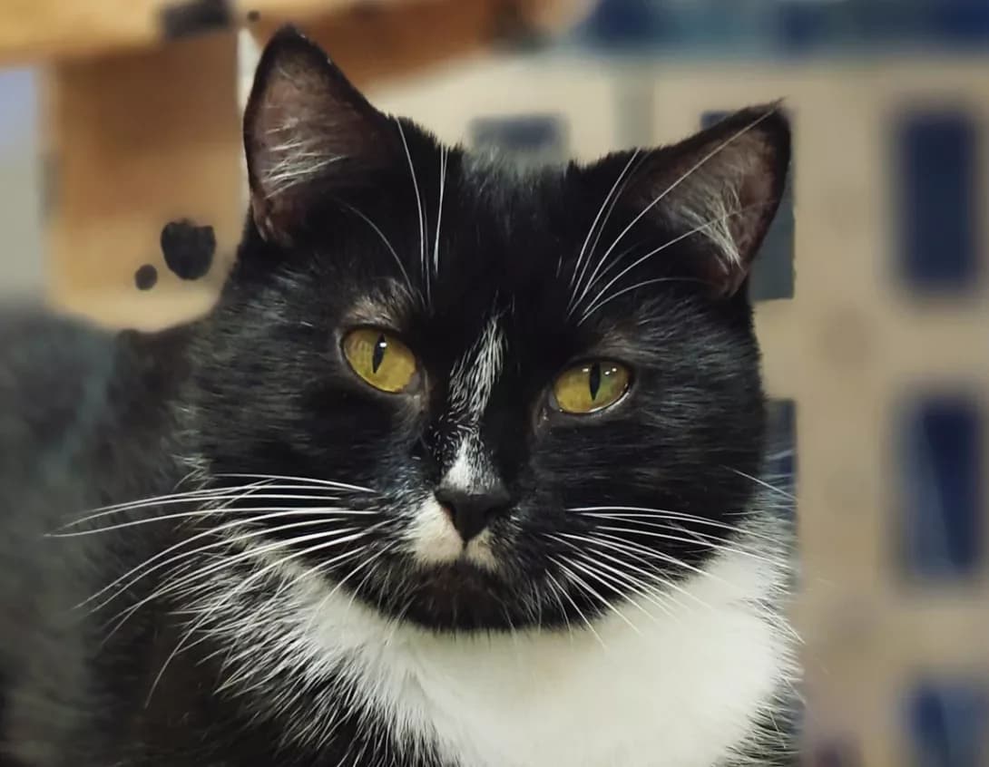 Dona (Дона), Mixed Breed (Happy Paw Kyiv)