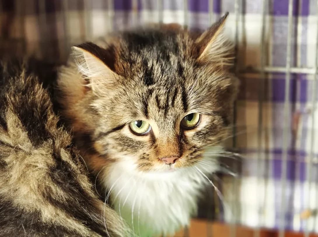 Zhasmina (Жасміна), Mixed Breed (Happy Paw Kyiv)