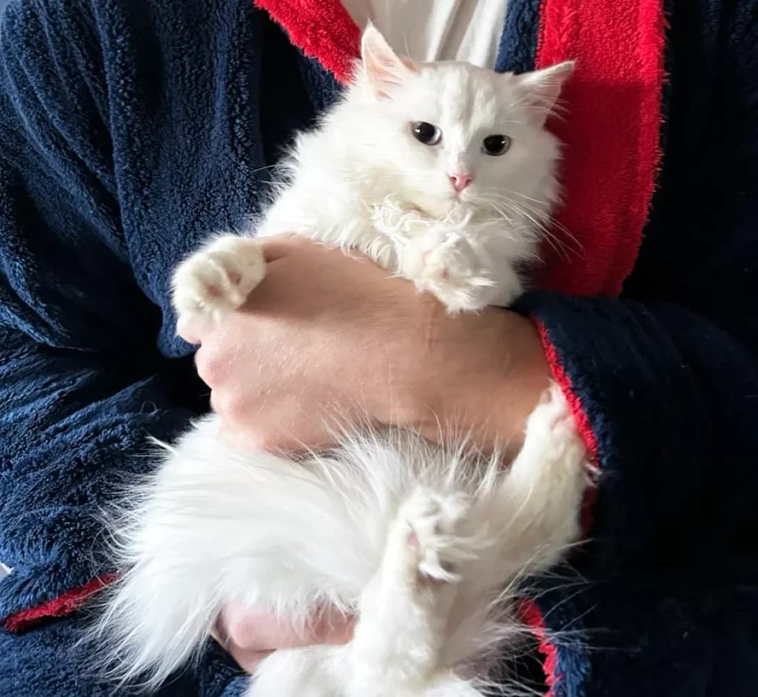 Rafael (Рафаель), Mixed Breed (Happy Paw Kyiv)