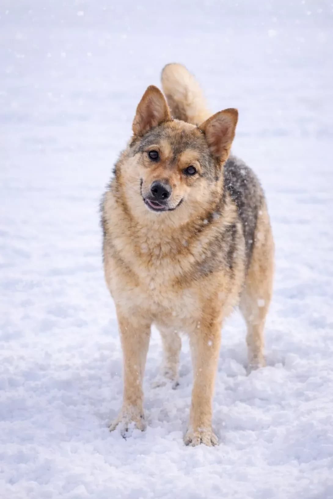 NAYDA (НАЙДА), female young Mixed Breed for adoption at Happy Paw Poltava