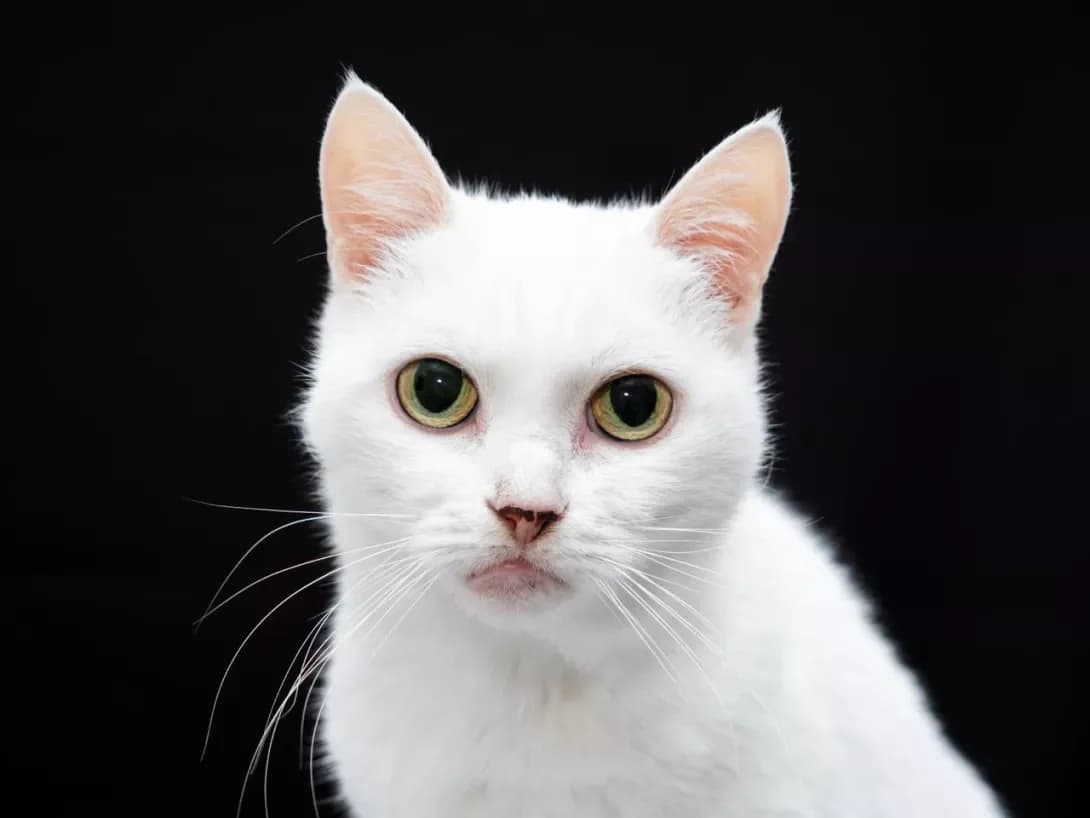 Kira (Кіра), Mixed Breed (Happy Paw Kyiv Oblast)