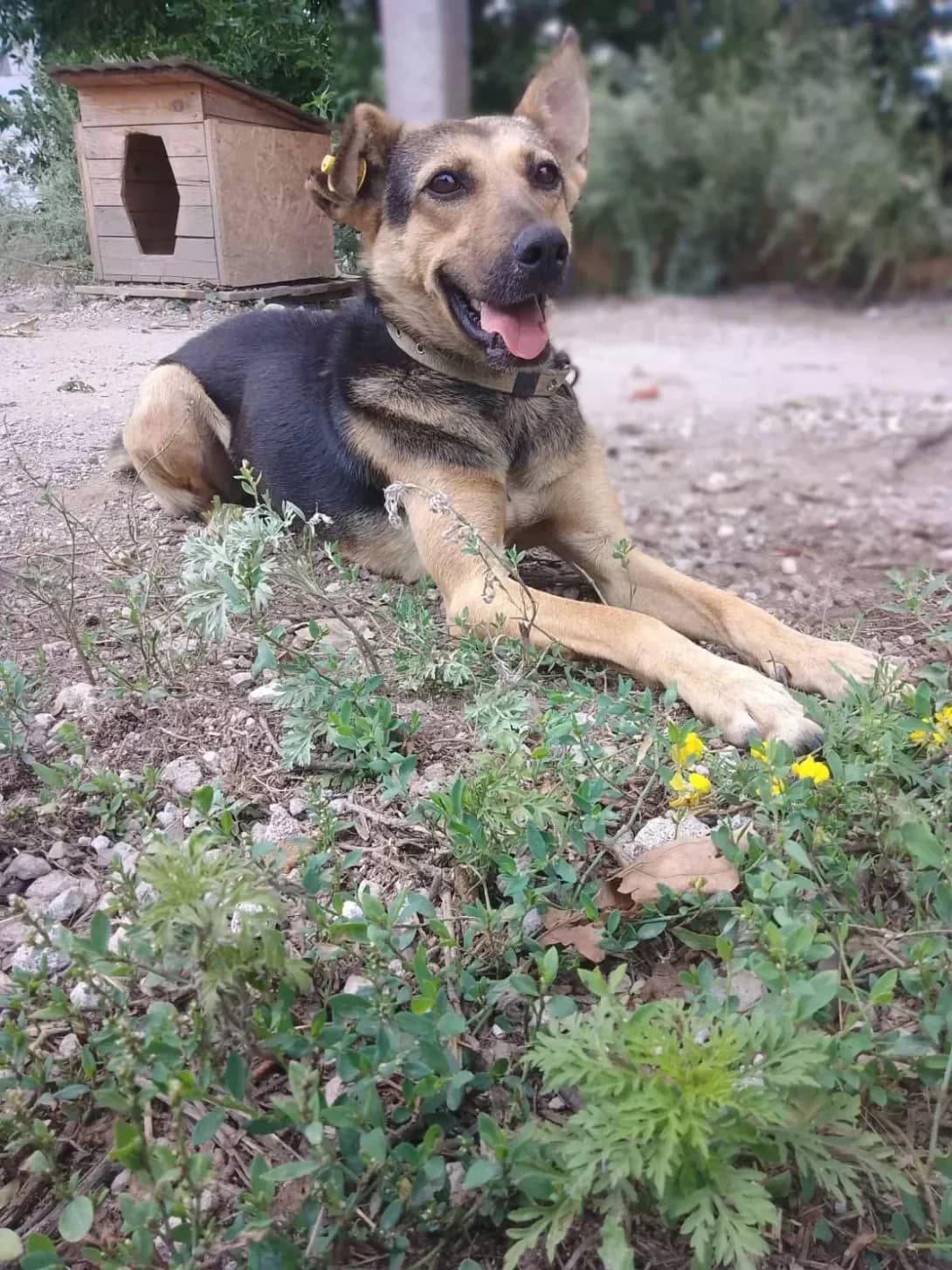 Naya (Ная), Mixed Breed (Happy Paw Dnipro)