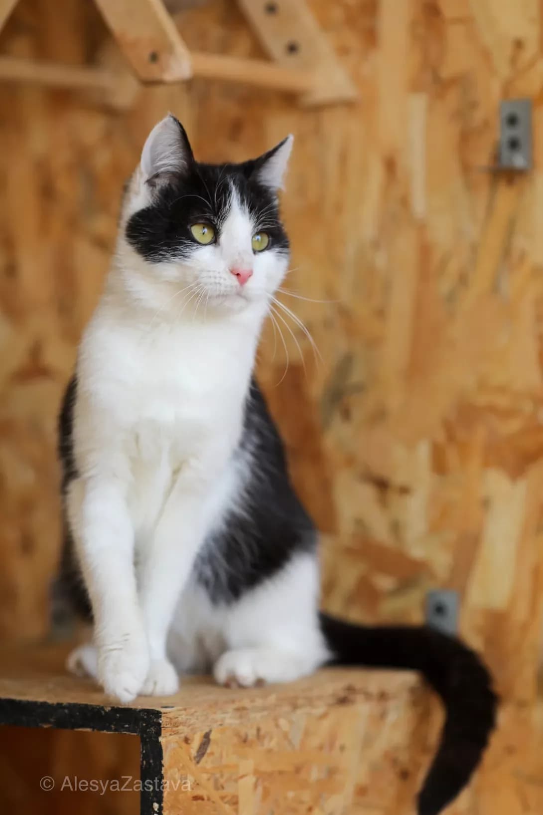 Trumen (Трумен), Mixed Breed (Happy Paw Kyiv)