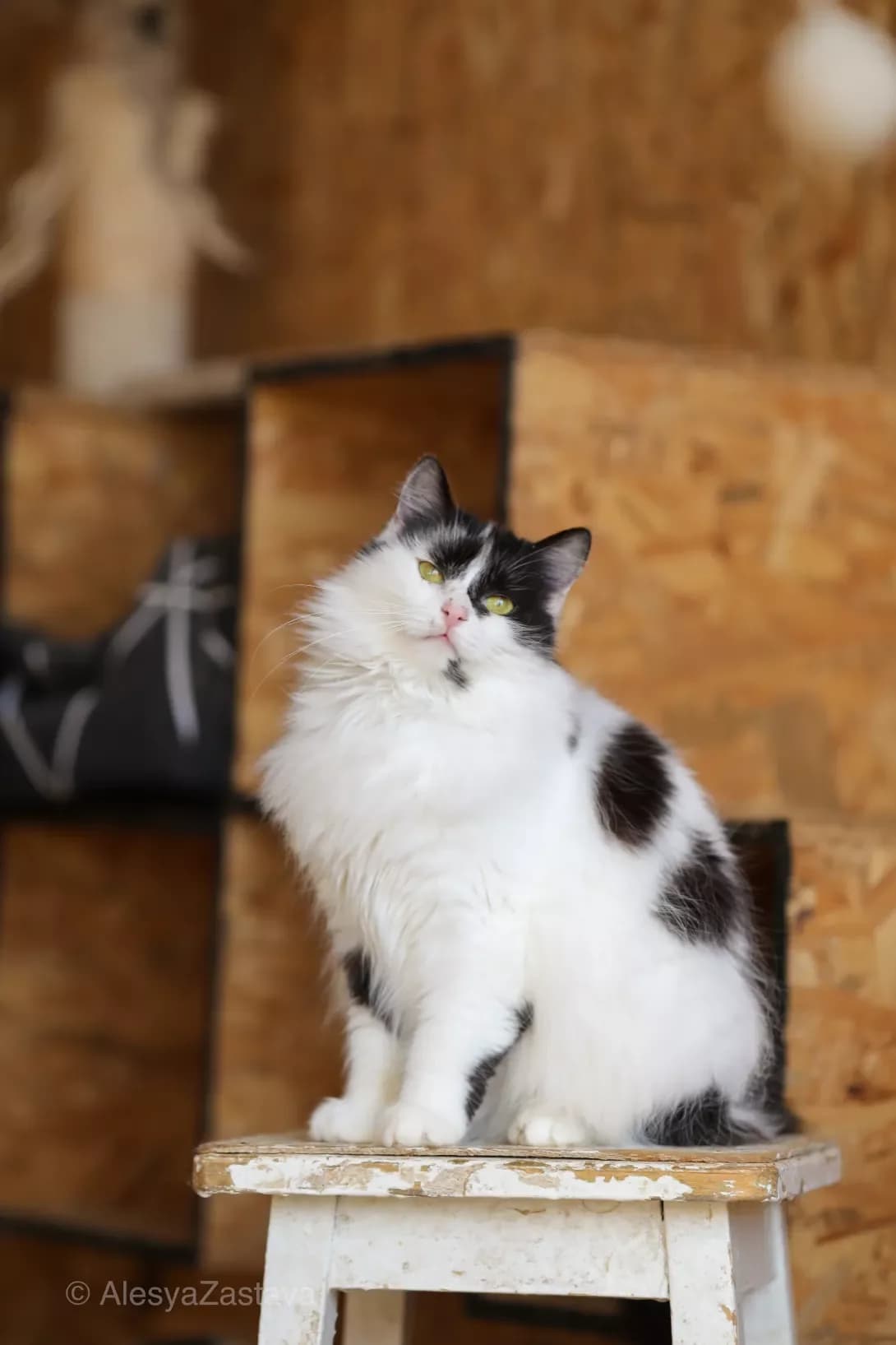 Feyra (Фейра), Mixed Breed (Happy Paw Kyiv)