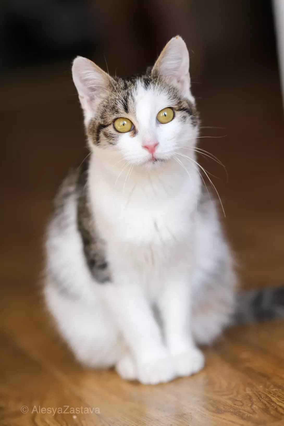 Tyulya (Tyulka) (Тюля (Тюлька)), Mixed Breed (Happy Paw Kyiv)