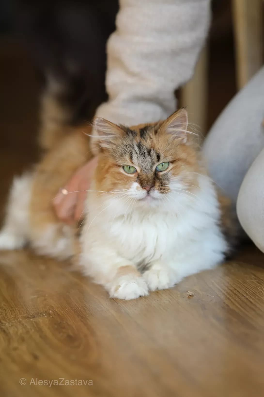 Sandulet (Сандулет), Mixed Breed (Happy Paw Kyiv)