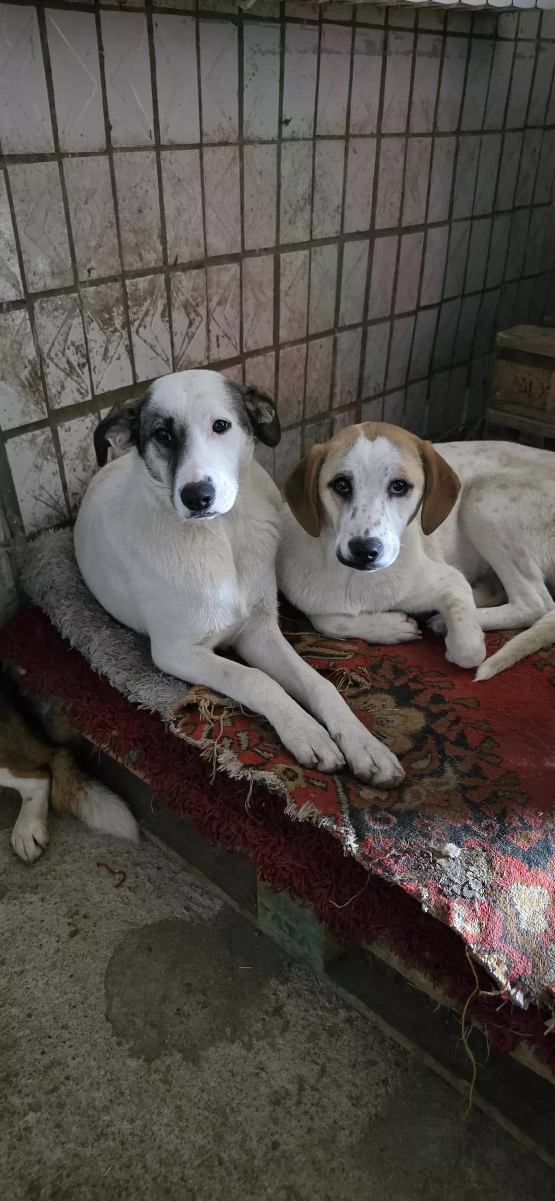 Alfa i Beta (Альфа і Бета), female puppy Mixed Breed for adoption at Happy Paw Kherson Oblast