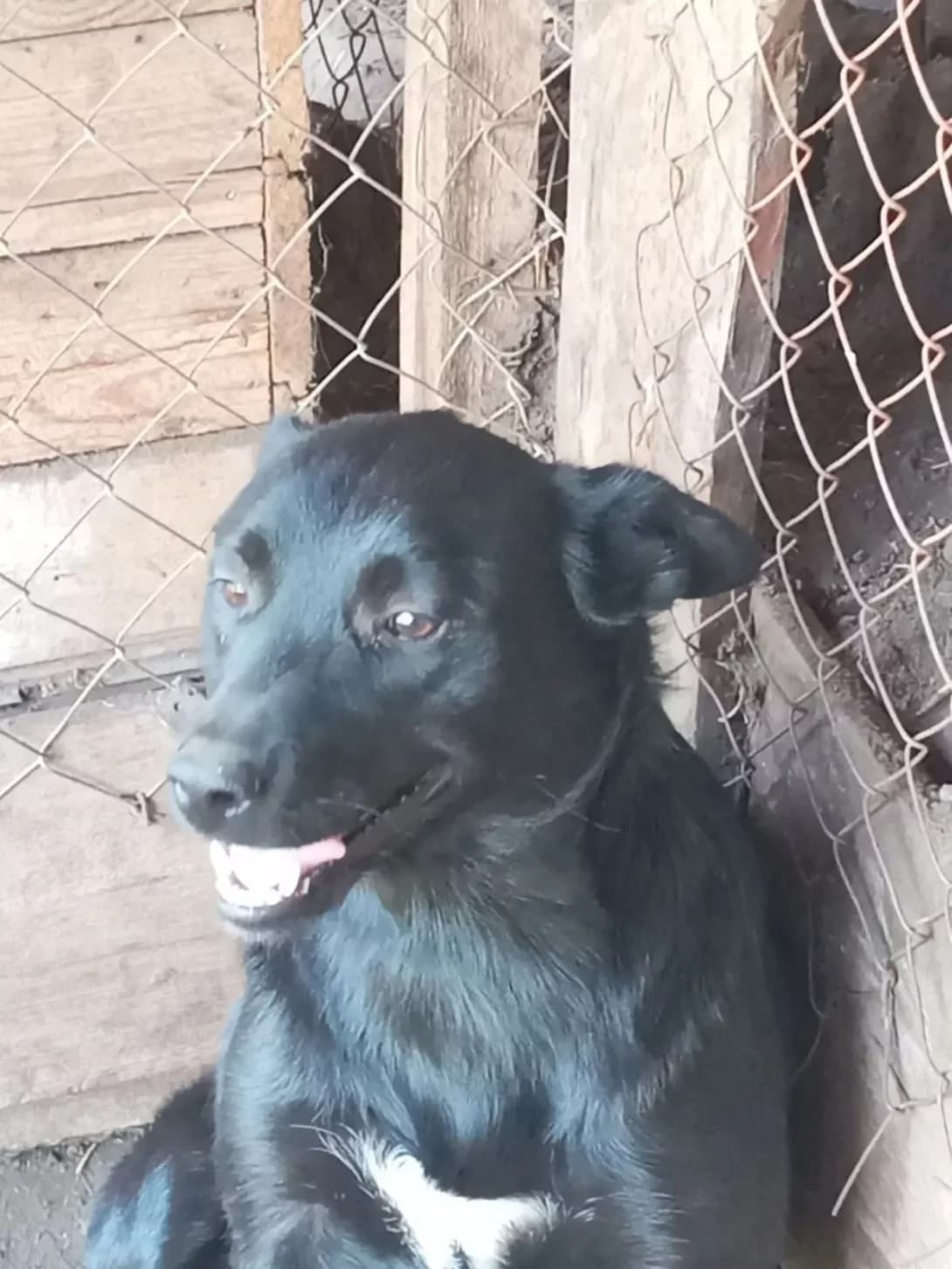 Dzhesika (Джесіка), Mixed Breed (Happy Paw Dnipro)