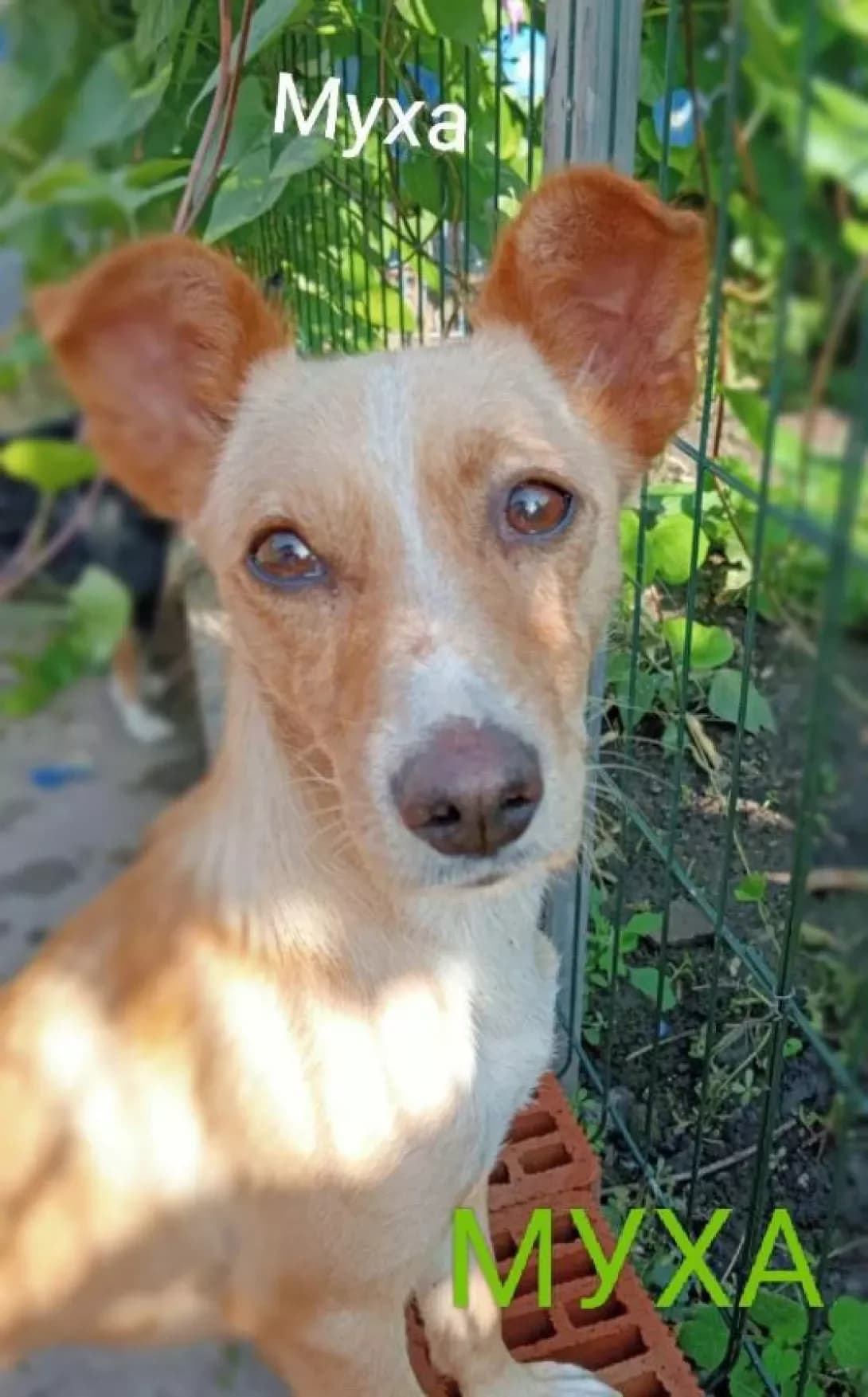 Mukha (Муха), Mixed Breed (Happy Paw Dnipro)