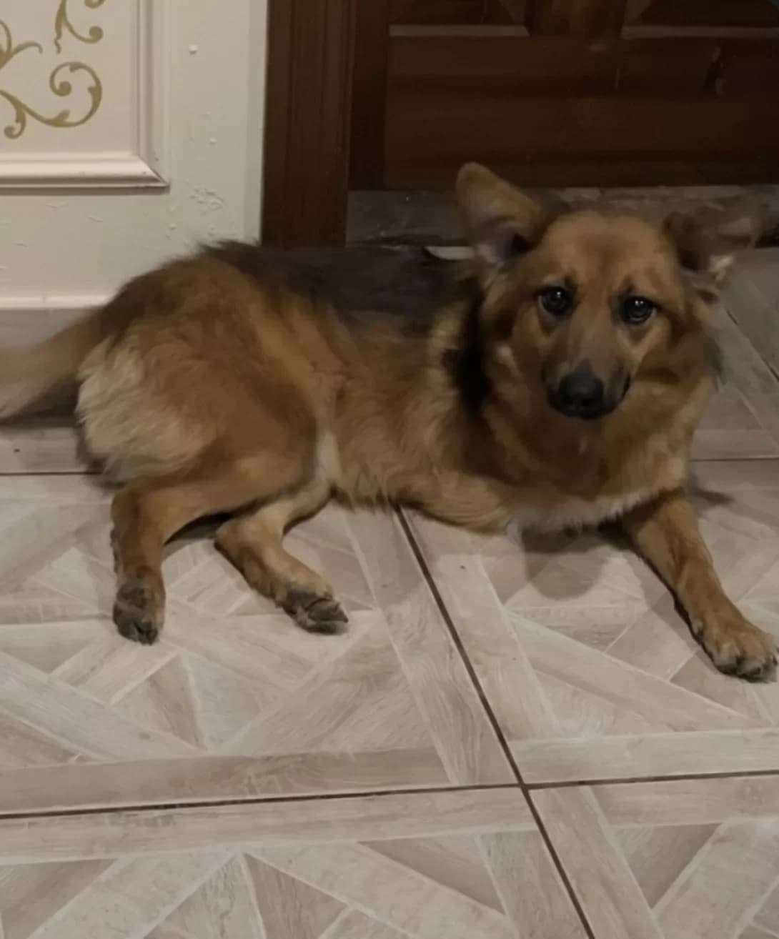 Rizhulya (Рижуля), Mixed Breed (Happy Paw Dnipro)