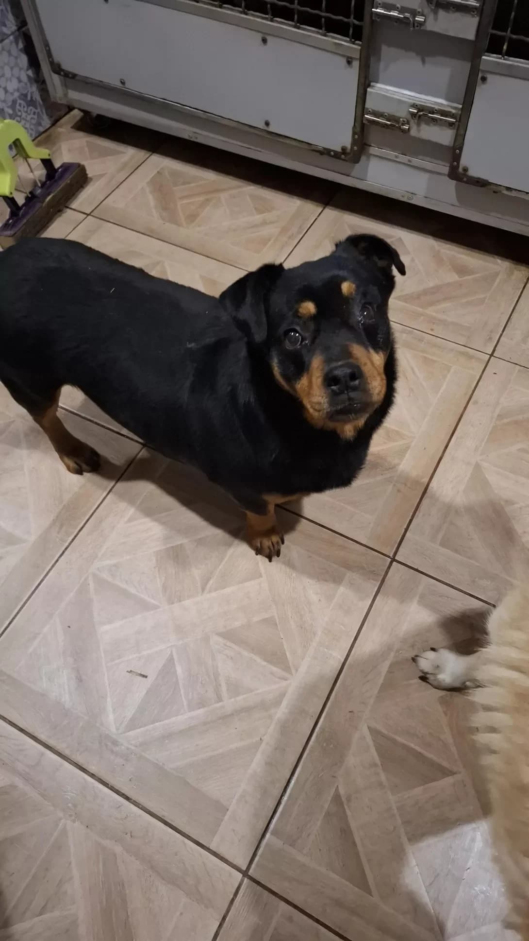 Gera (Гера), female 3yo Mixed Breed for adoption at Happy Paw Dnipro