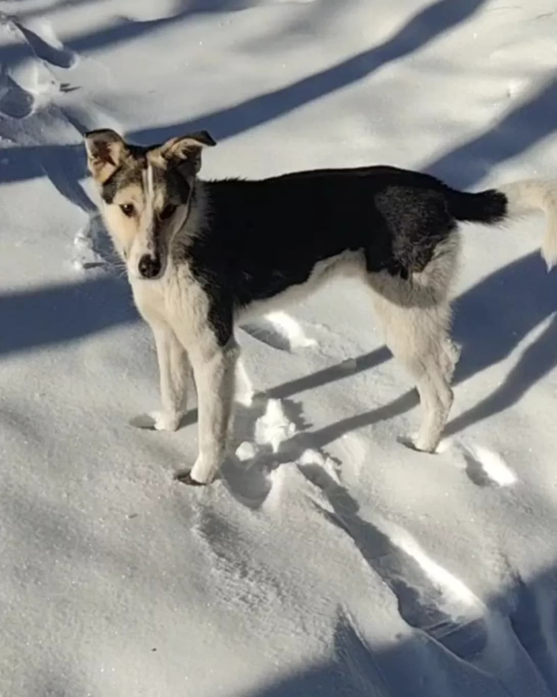 Bembi (Бембі), male puppy Mixed Breed for adoption at Happy Paw Rivne Oblast