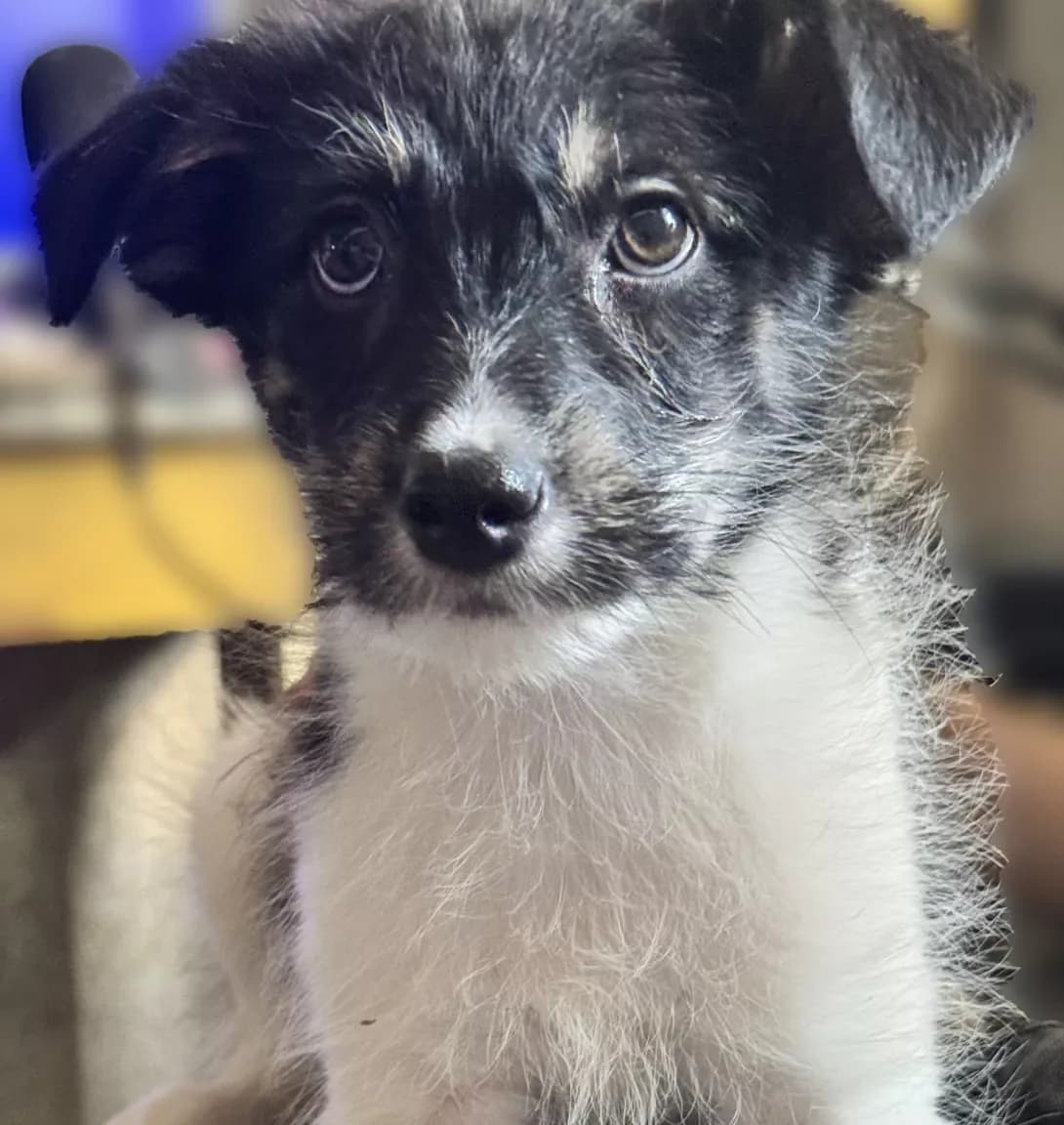 Zefirka (Зефірка), female puppy Mixed Breed for adoption at Happy Paw Kyiv Oblast
