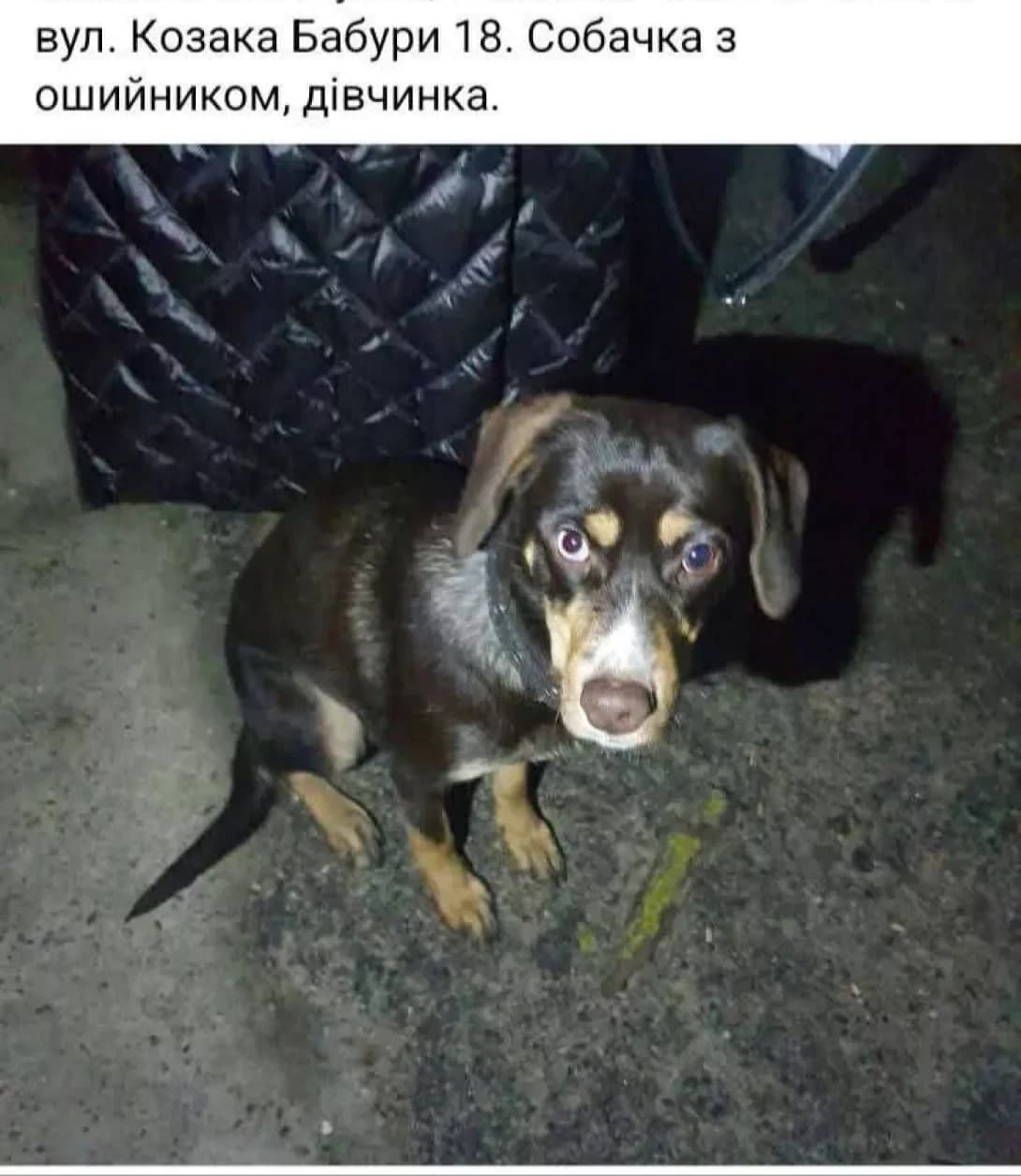 Lyalka (Лялька), female 3yo Mixed Breed for adoption at Happy Paw Zaporizhzhia