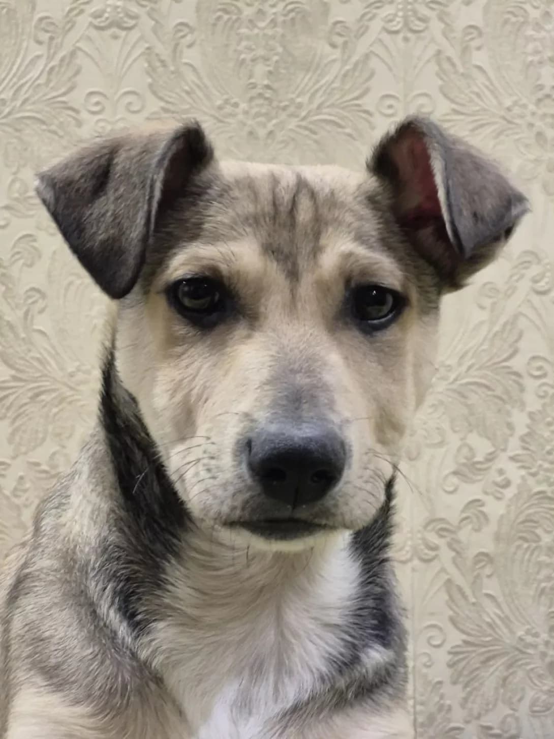 Alisa (Аліса), female puppy Mixed Breed for adoption at Happy Paw Zaporizhzhia