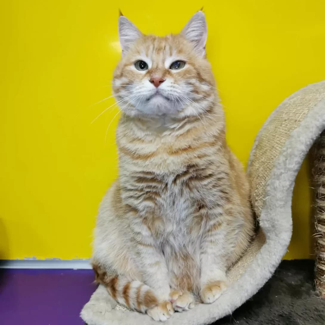 Burbon (Бурбон), Mixed Breed (Happy Paw Dnipro)