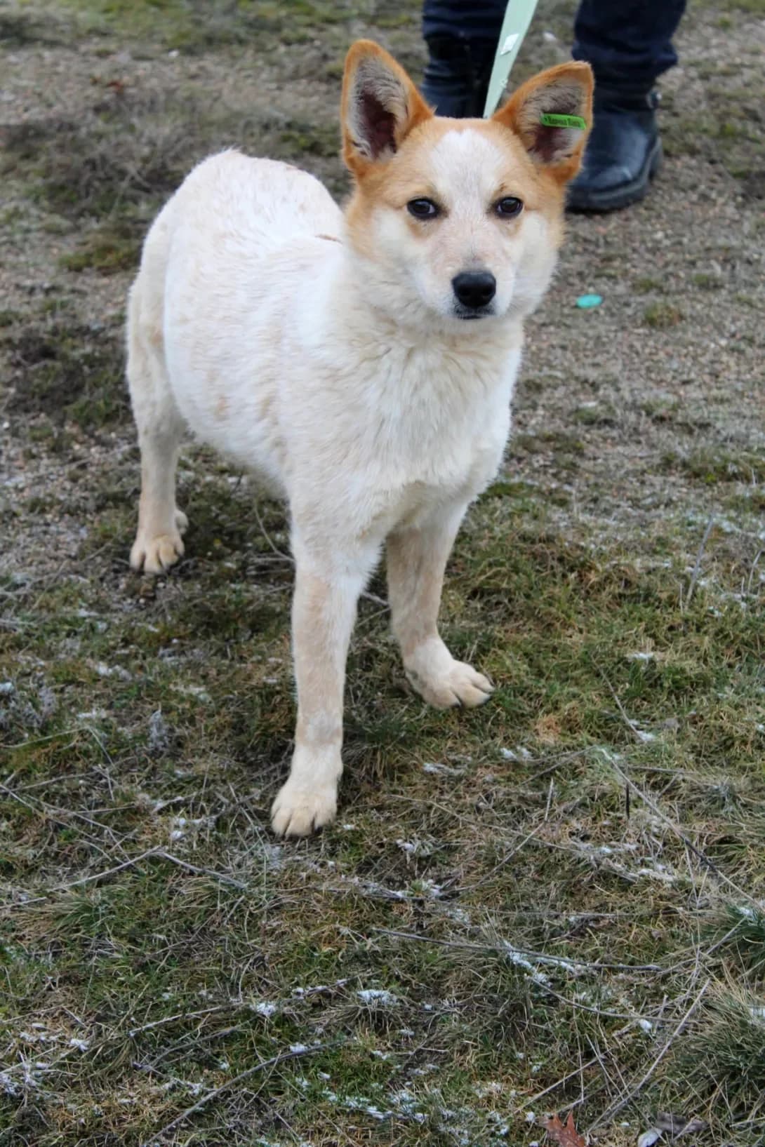 Miya (Мія), female young Mixed Breed for adoption at Happy Paw Kirovohrad
