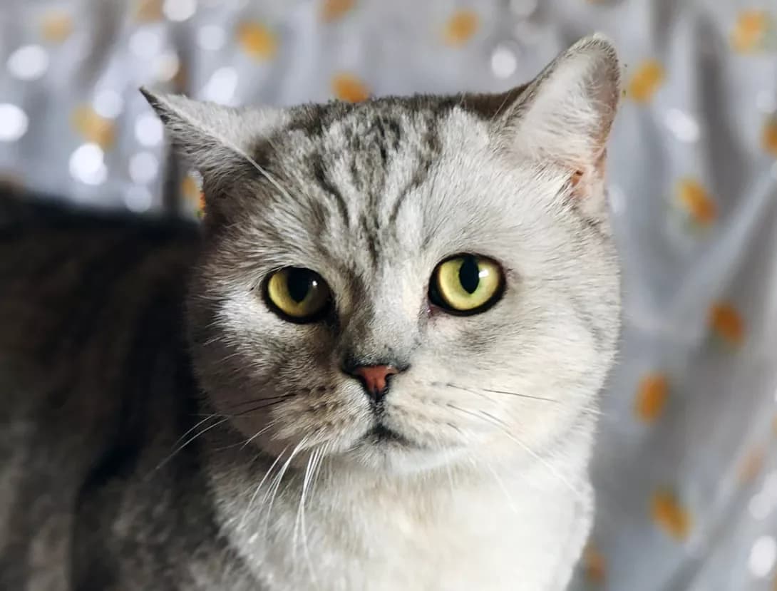 Martin (Мартін), Mixed Breed (Happy Paw Kyiv)