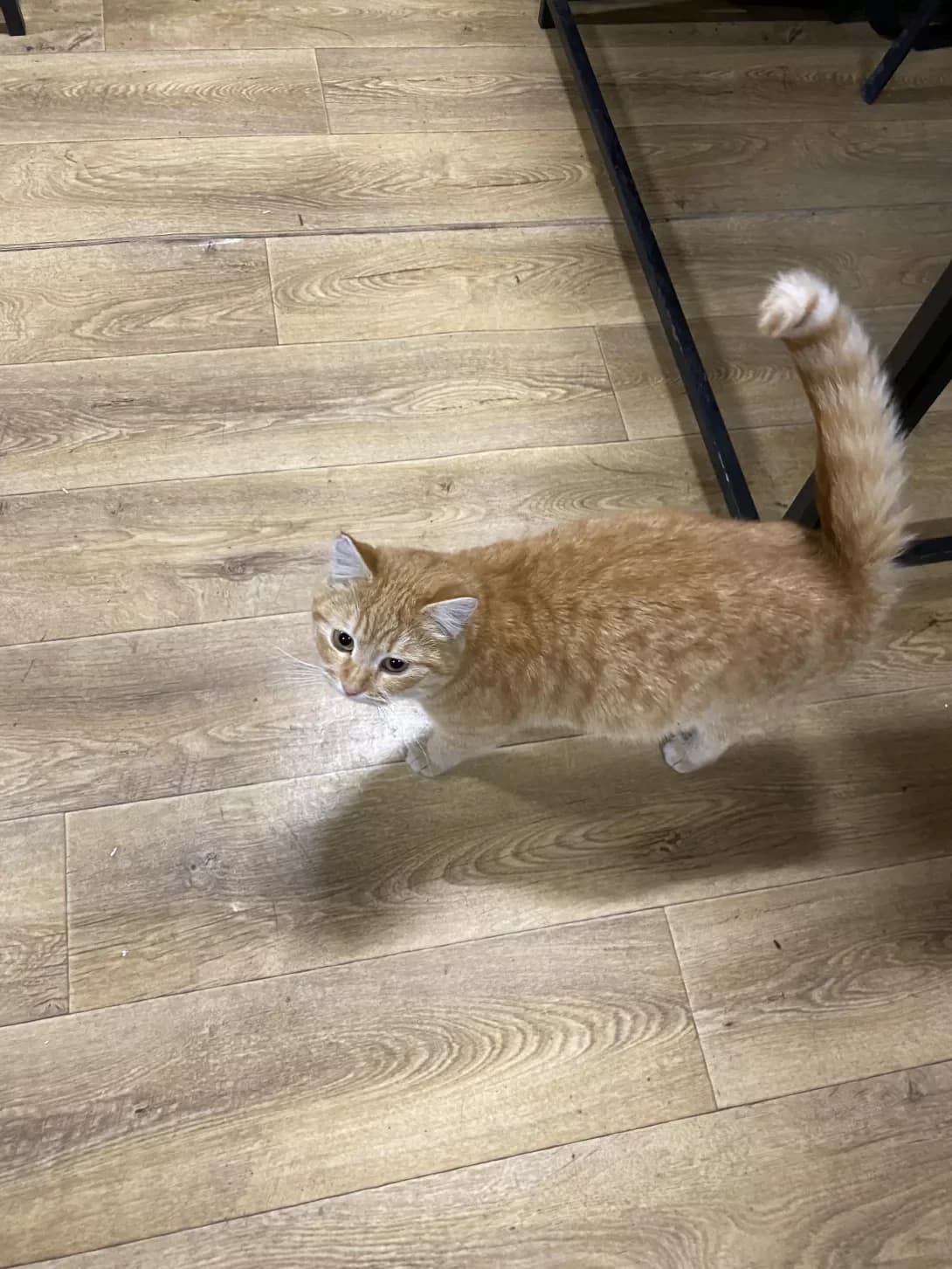 Manyunya (Манюня), female young Mixed Breed for adoption at Happy Paw Donetsk Oblast