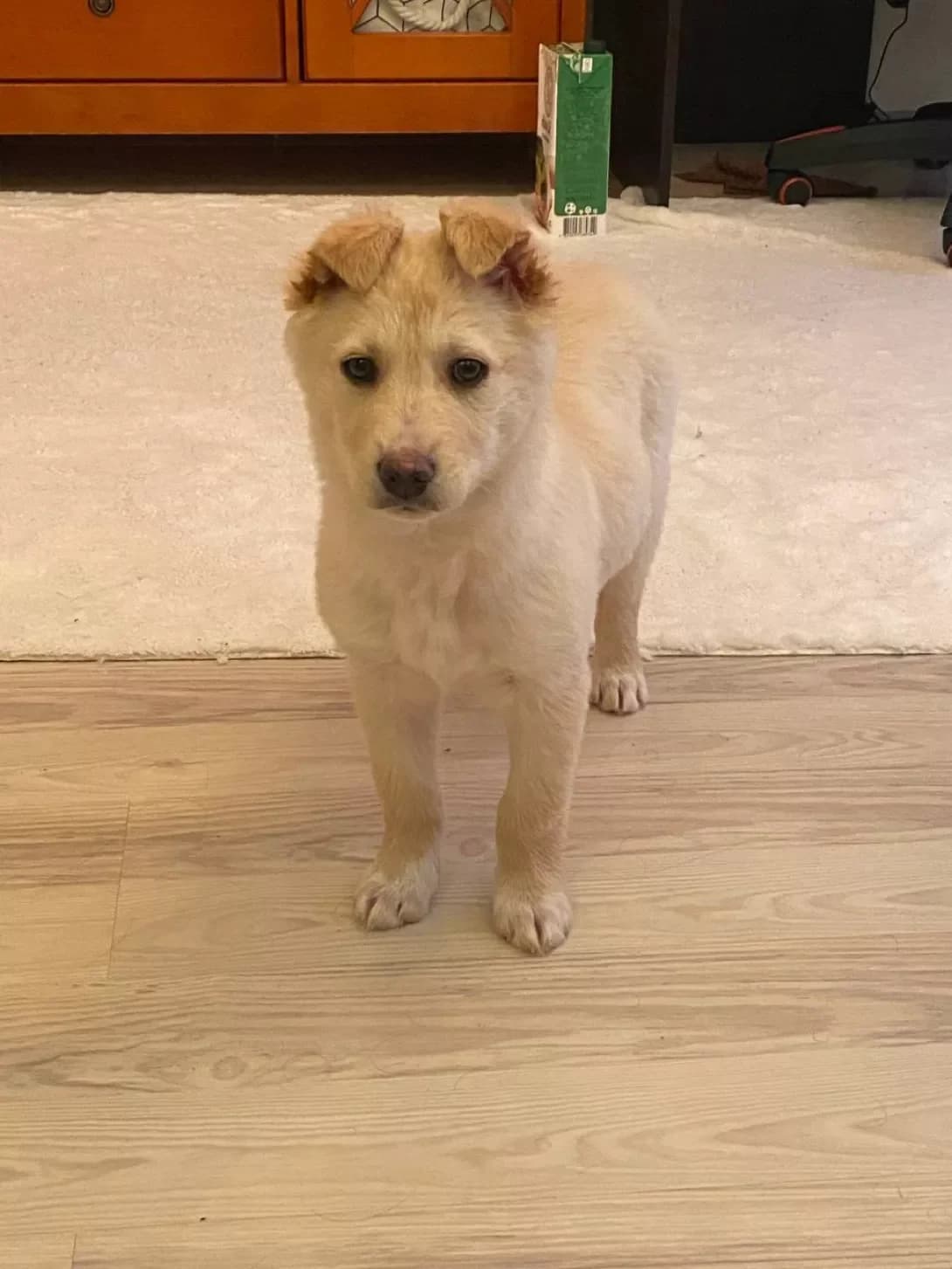 Toffi (Тоффі), female puppy Mixed Breed for adoption at Happy Paw Kyiv Oblast