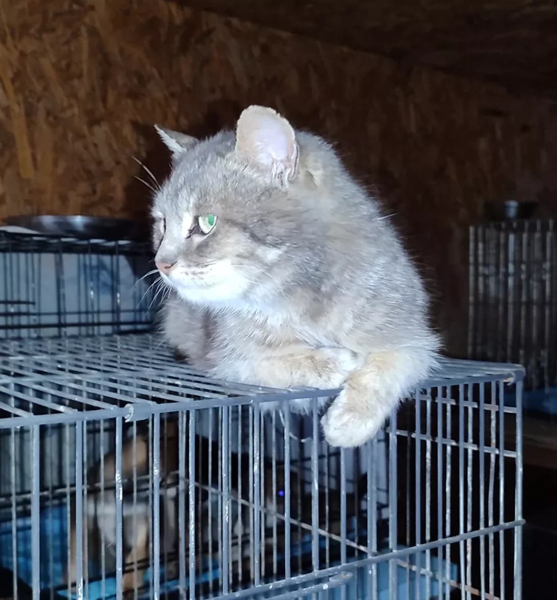 Malva (Мальва), Mixed Breed (Happy Paw Kirovohrad)