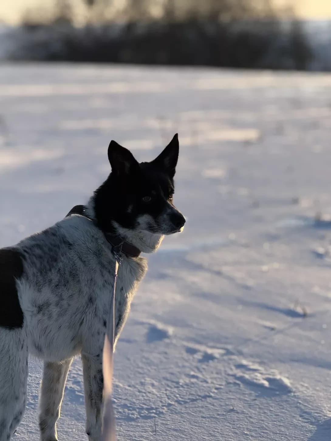 Roys (Ройс), male 4yo Mixed Breed for adoption at Happy Paw Kyiv