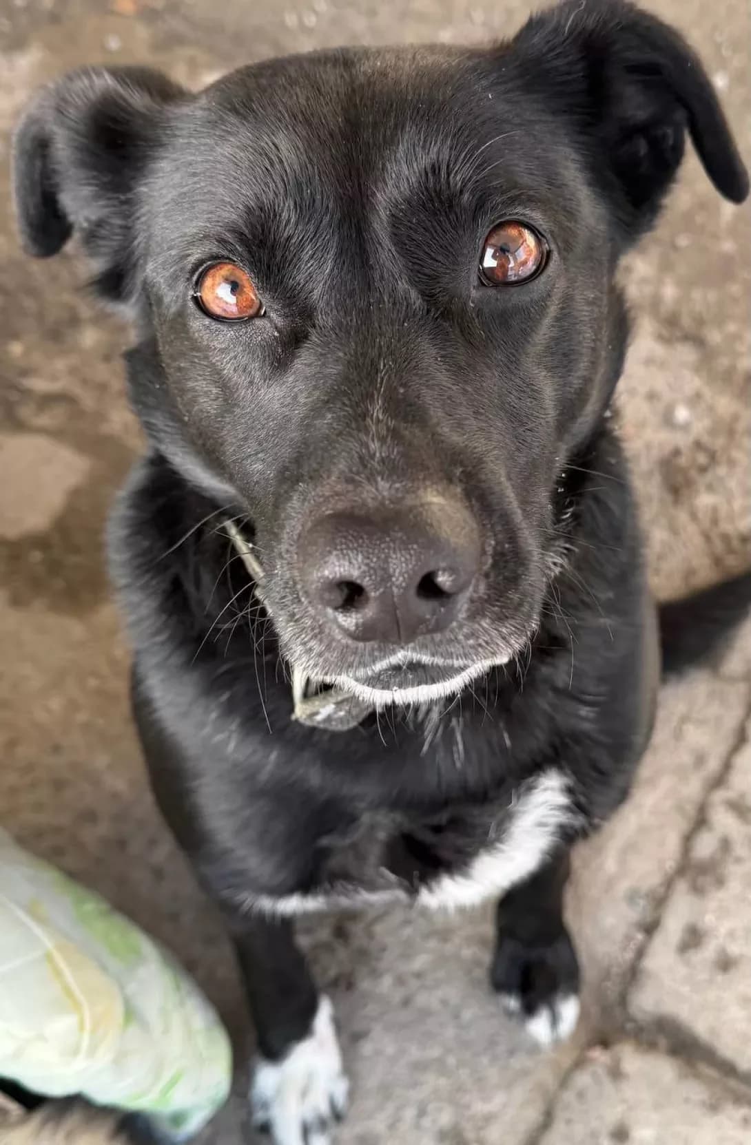 Bruno (Бруно), Mixed Breed (Happy Paw Cherkasy Oblast)