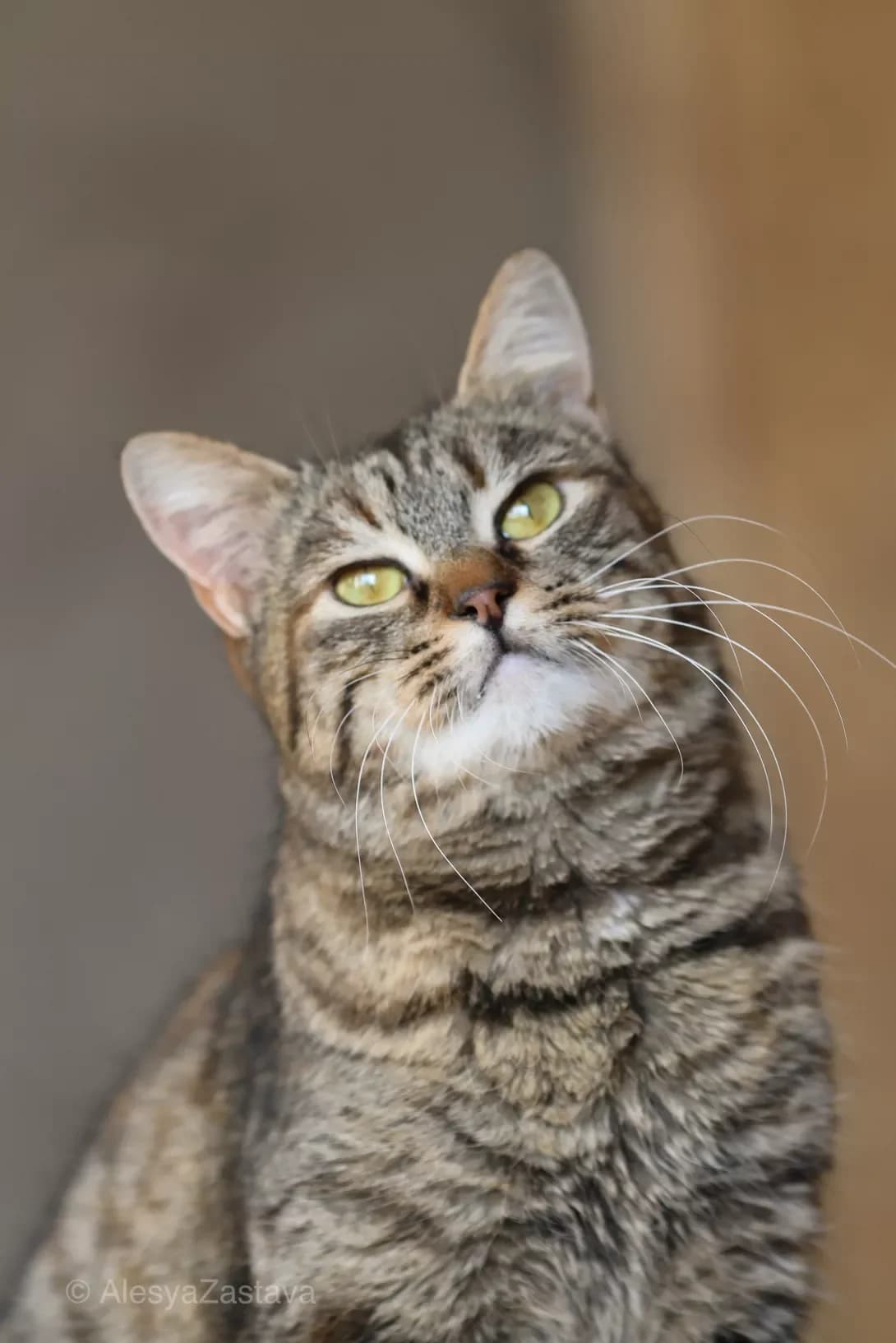 Valyuta (Валюта), Mixed Breed (Happy Paw Kyiv)