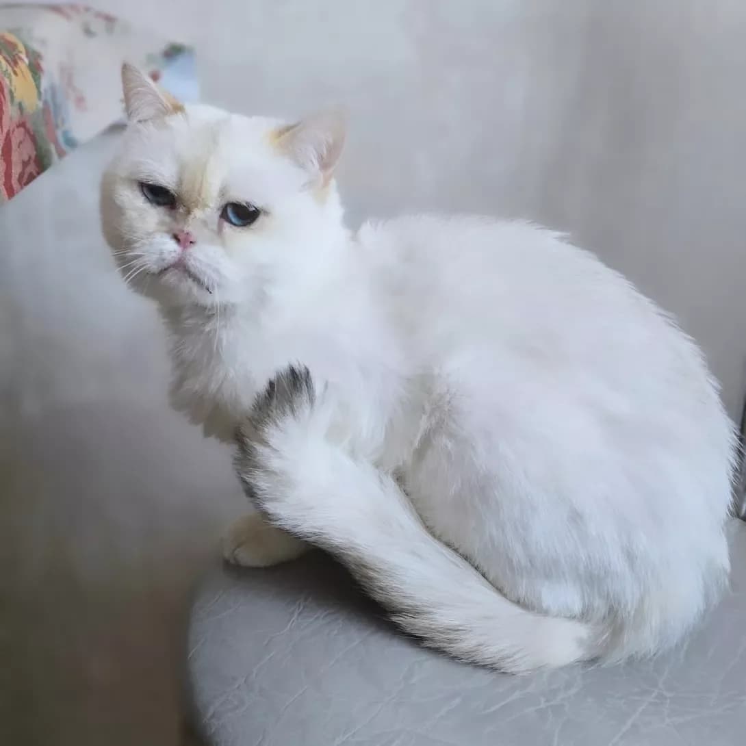 Afina (Афіна), female young Mixed Breed for adoption at Happy Paw Kherson Oblast