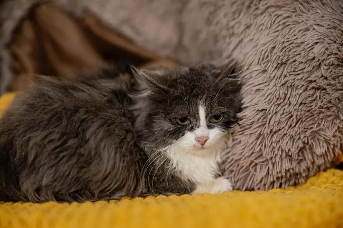 Sinay (Сінай), Mixed Breed (Happy Paw Kyiv)