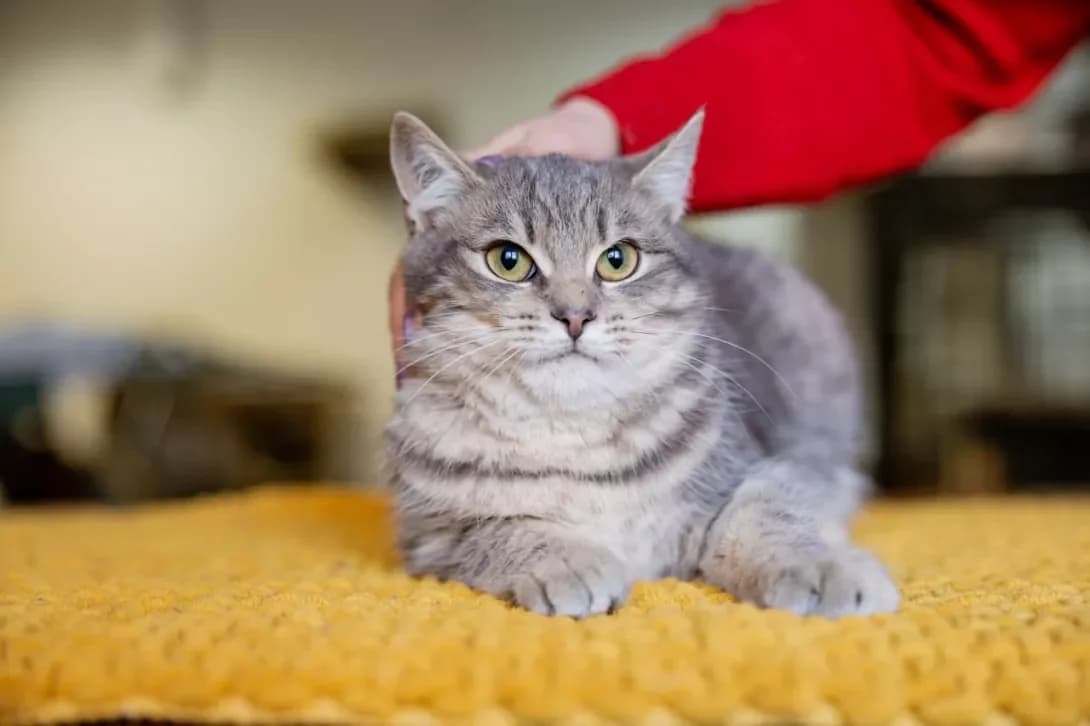 Garri (Гаррі), Mixed Breed (Happy Paw Kyiv)