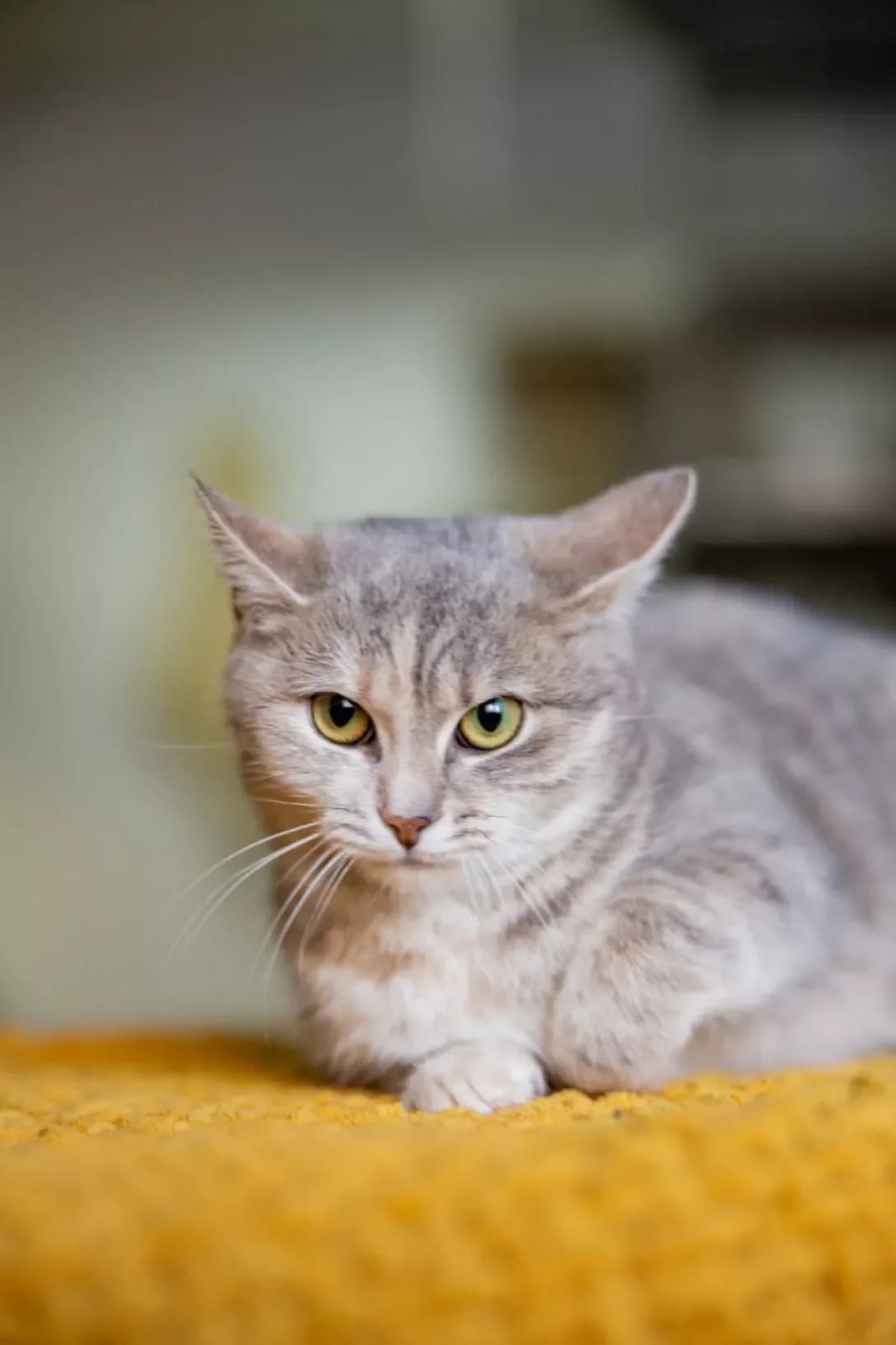Salli (Саллі), Mixed Breed (Happy Paw Kyiv)