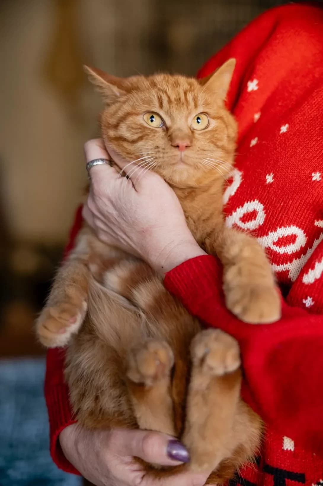 Konrad (Конрад), Mixed Breed (Happy Paw Kyiv)
