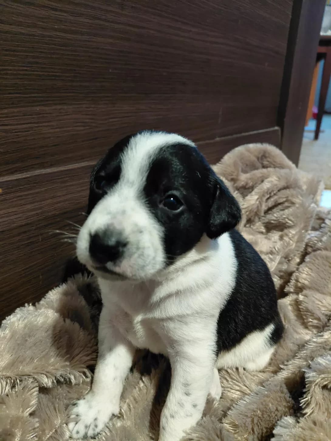 Krasunya (Красуня), female puppy Dalmatian for adoption at Happy Paw Kyiv Oblast