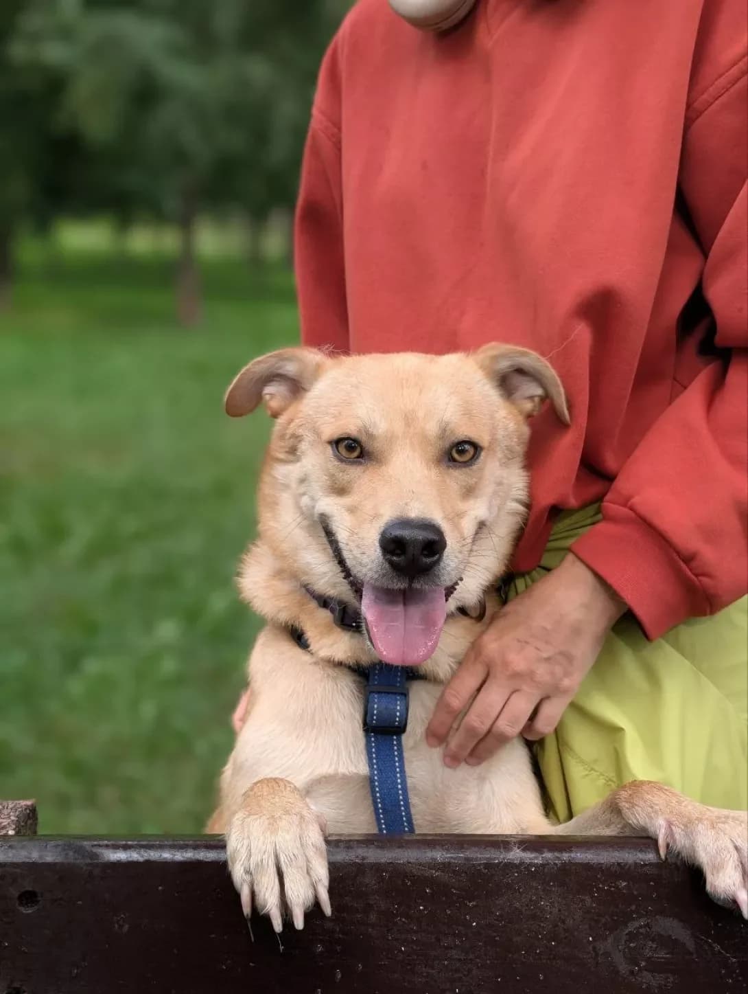 Sanni (Санні), male young Mixed Breed for adoption at Happy Paw Kyiv