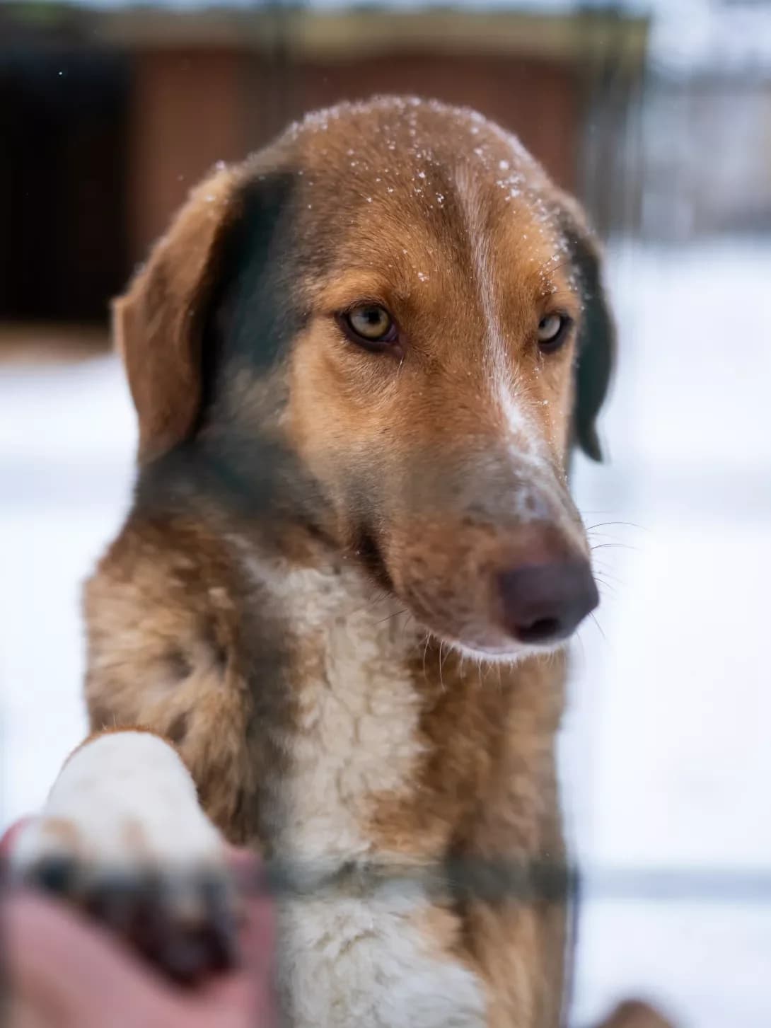 Lapka (Лапка), female 4yo Mixed Breed for adoption at Happy Paw Kyiv