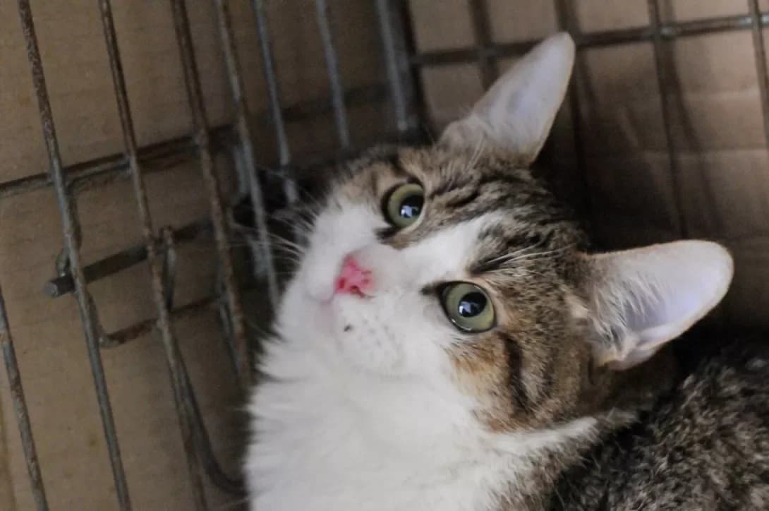 Koshenya Tom (Кошеня Том), Mixed Breed (Happy Paw Kyiv)