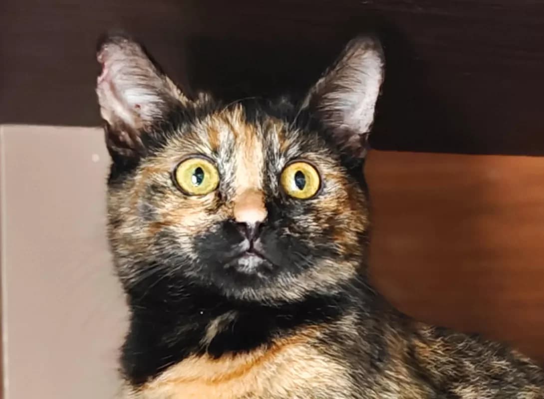 Kedra (Кедра), calico female Mixed Breed for adoption at Happy Paw Kyiv