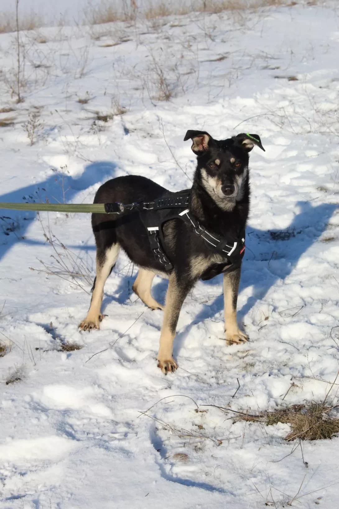 Amanda (Аманда), Mixed Breed (Happy Paw Kirovohrad)