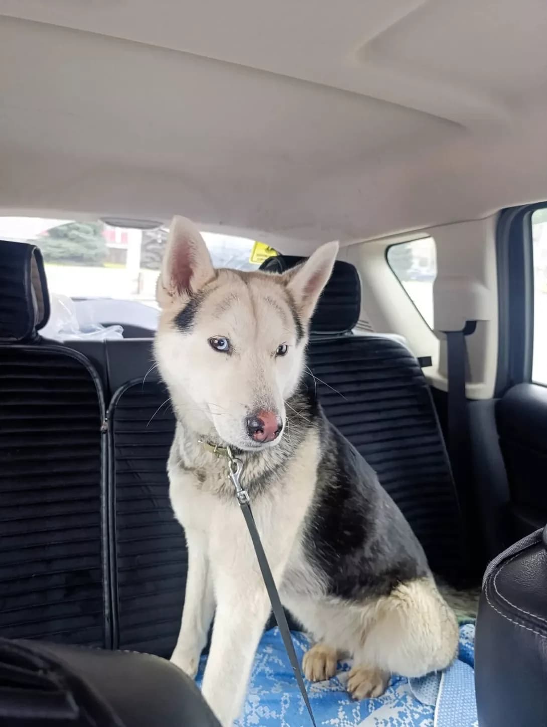 Khasya (Хася), female young Mixed Breed for adoption at Happy Paw Zaporizhzhia