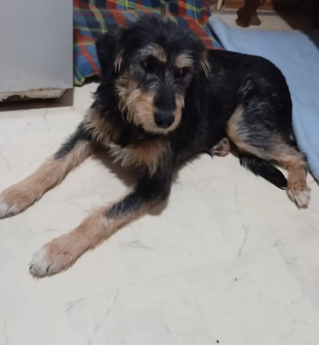 Mukha (Муха), Mixed Breed (Happy Paw Kyiv Oblast)