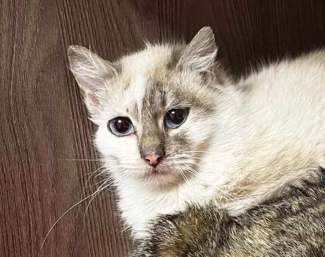 Elis (Еліс), Mixed Breed (Happy Paw Kyiv)