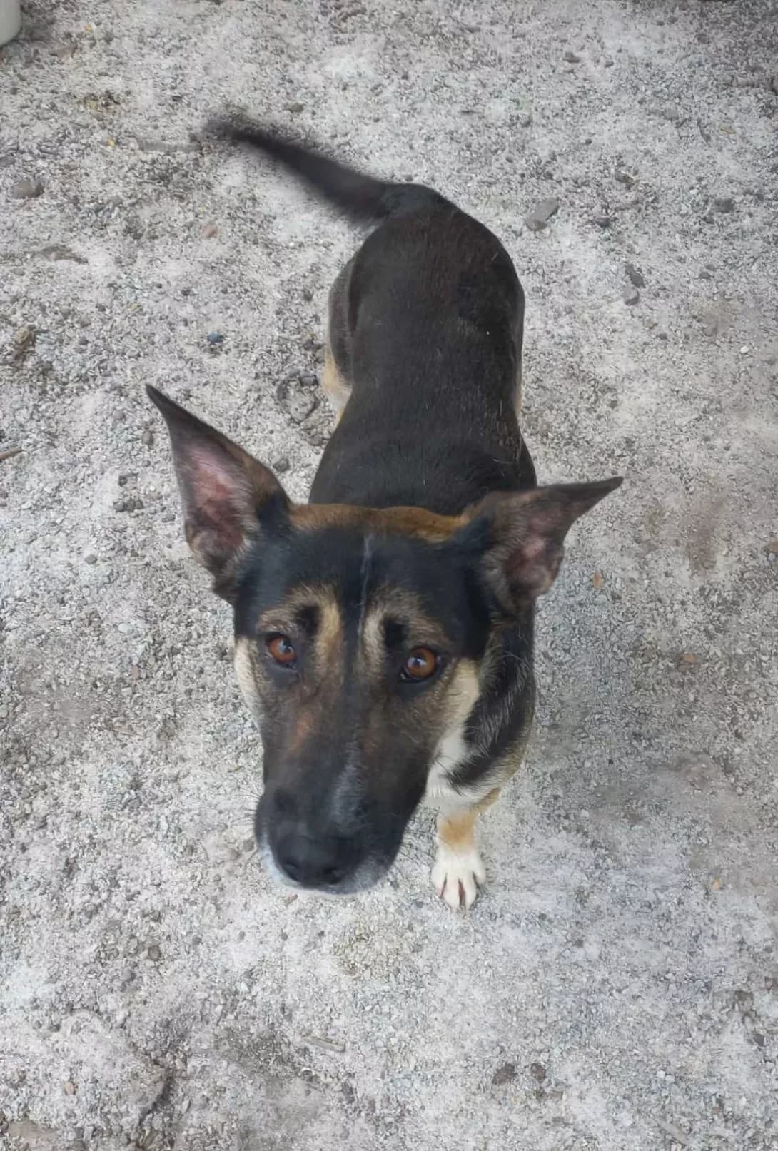 Reksik (Рексик), Mixed Breed (Happy Paw Kirovohrad)