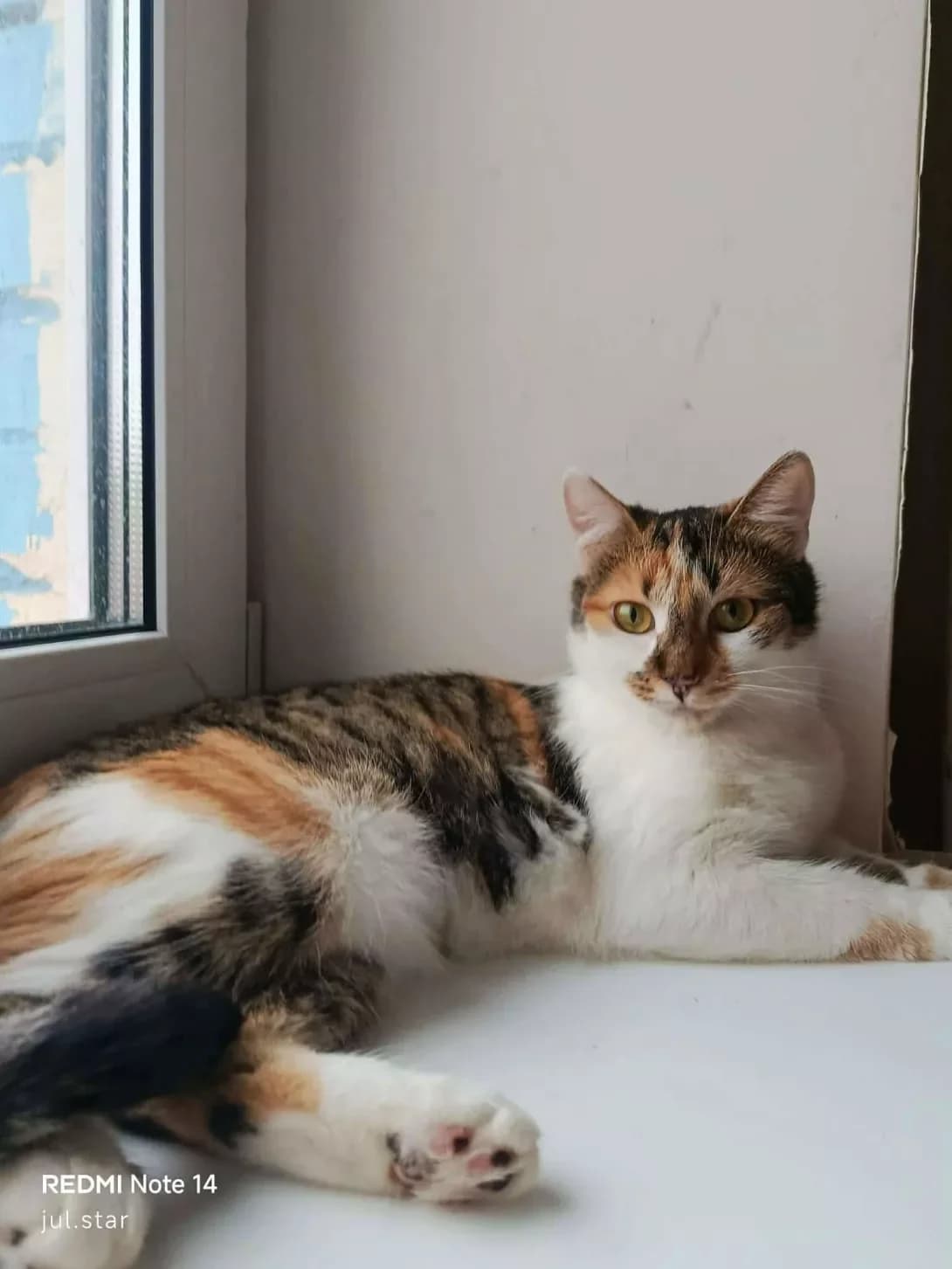 Adelina (Аделіна), brown tabby female Mixed Breed for adoption at Happy Paw Kyiv