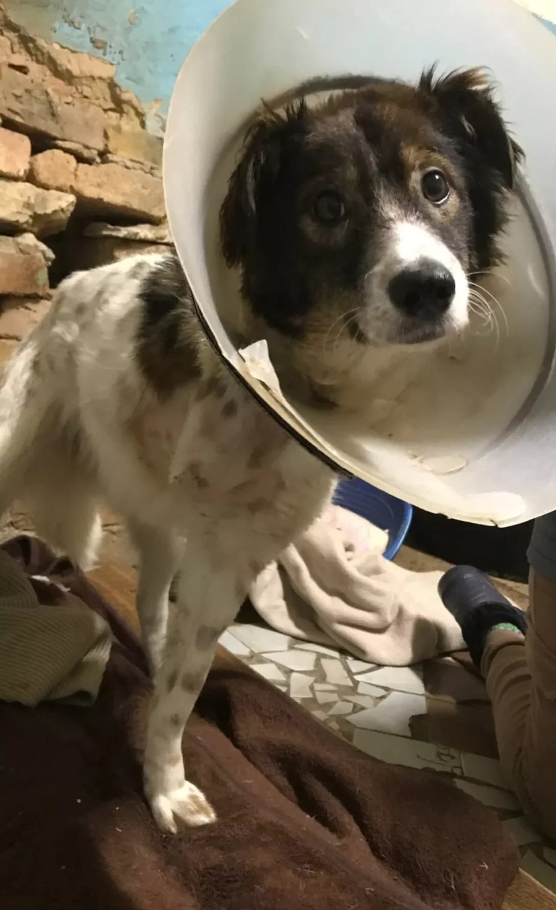 Dina (Діна), Mixed Breed (Happy Paw Kirovohrad)