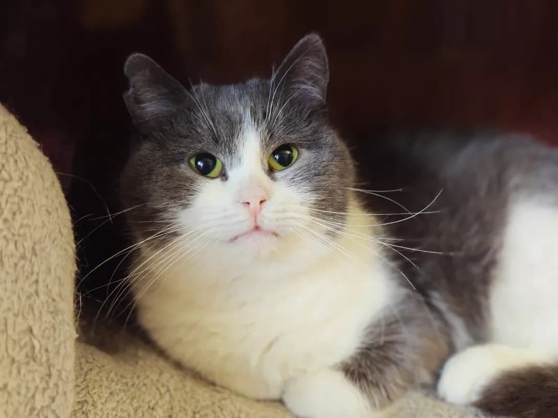 Melani (Мелані), grey and white female Mixed Breed for adoption at Happy Paw Kyiv