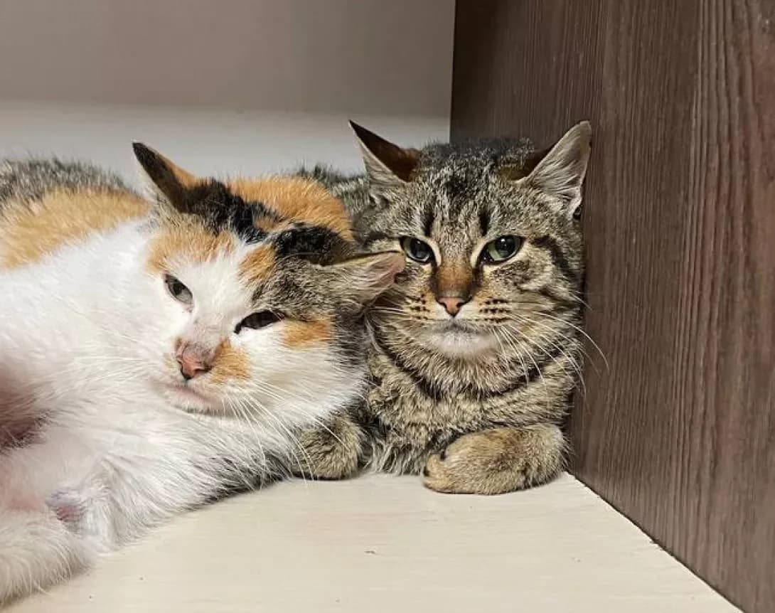 Keti (Кеті), Mixed Breed (Happy Paw Kyiv)