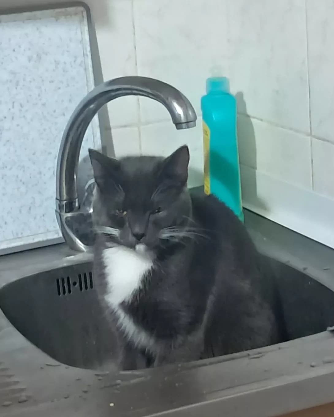 Kitsya (Киця), Mixed Breed (Happy Paw Kyiv)